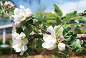 Newton's Apple Tree