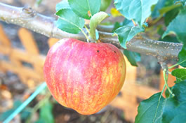 東洋計器(株)敷地内らいちょうの森で実を結んだニュートンのりんご