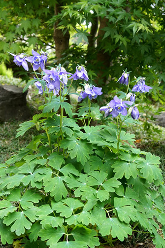 深山苧環(ミヤマオダマキ)