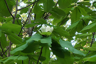 朴(ホオ)の花