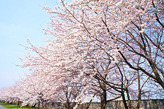 東洋計器駐車場の桜並木