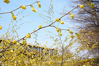 日向水木（ひゅうがみずき）。葉に先だって穂のように垂れる花をつけます。