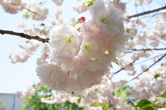 一重の桜より3週間ほど遅れて、八重桜も満開を迎えました。