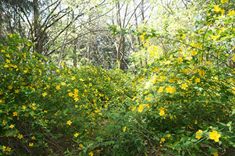 山吹の群生