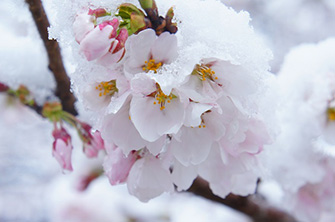 雪の積もった桜の花