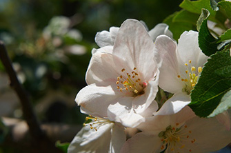 可憐なりんごの花