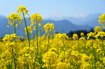 鮮やかな菜の花