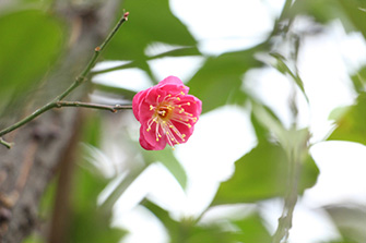 梅の花