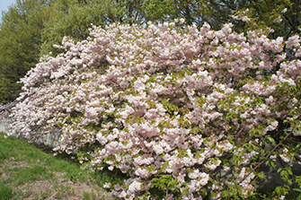 八重桜