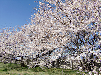 東洋計器の桜