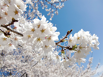 東洋計器の桜