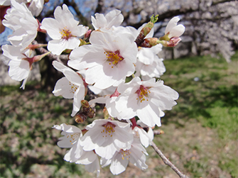 東洋計器の桜