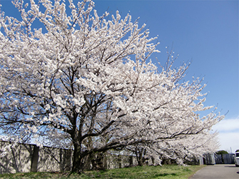 東洋計器の桜