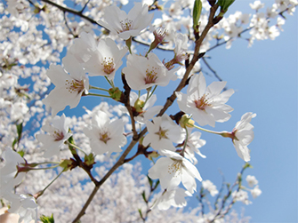 東洋計器の桜