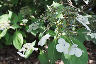 あじさいに似た花