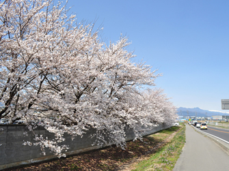 梅の花