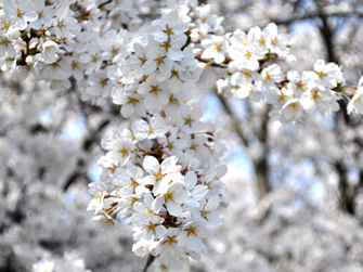 梅の花