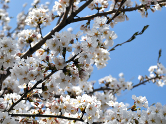 梅の花