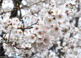 桜の花1