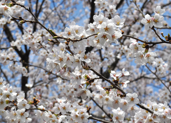 桜の花2