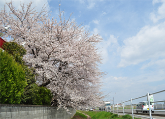 桜と空