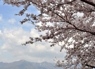 桜と山