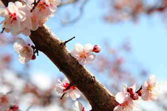 梅の花