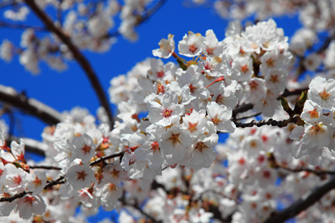 桜