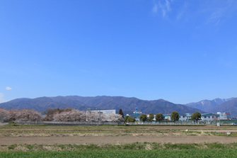 桜と山