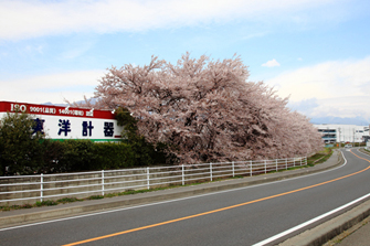 桜並木