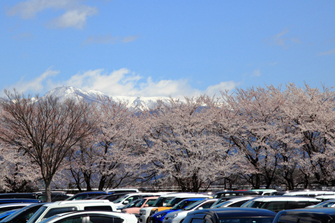 桜と雪山