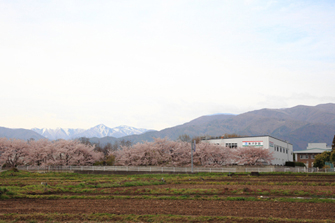 桜と雪山