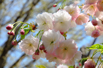 八重桜