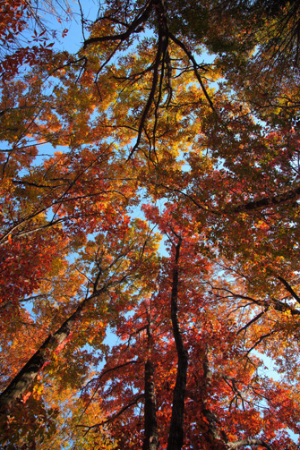 空と紅葉