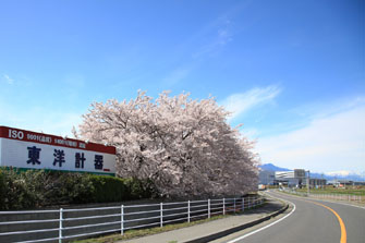 桜