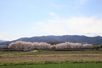 桜