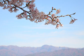 桜