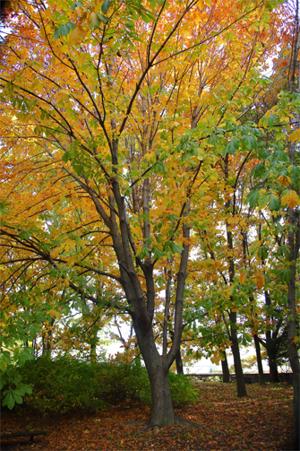 らいちょうの森の紅葉