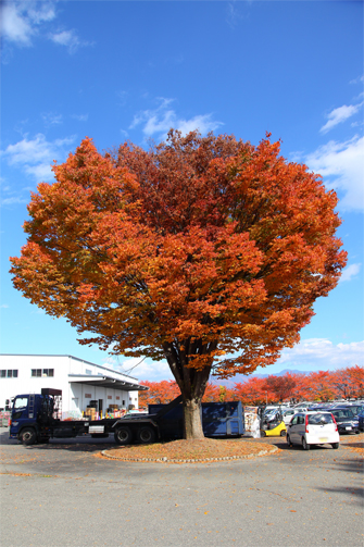 本社駐車場の紅葉