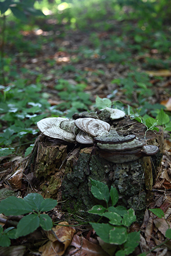 らいちょうの森1