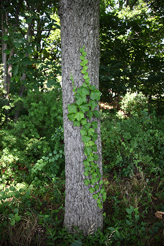 らいちょうの森2