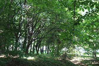 らいちょうの森3