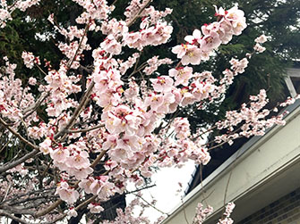 白い梅の花