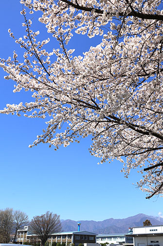 桜1