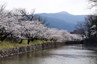 外堀の桜