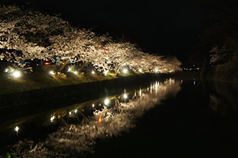 外堀の桜