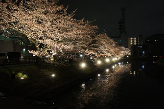 外堀の桜