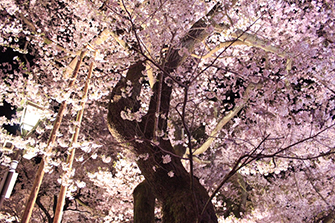 東洋計器株式会社 17年4月25日 高遠の夜桜 東洋計器株式会社 17年4月25日 高遠の夜桜