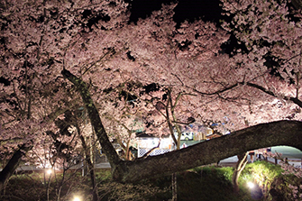 タ幹の広がった大きな桜
