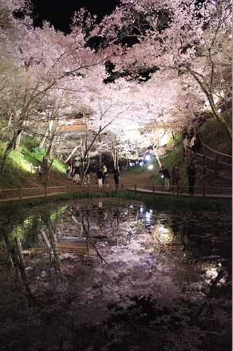 水面に反射する桜